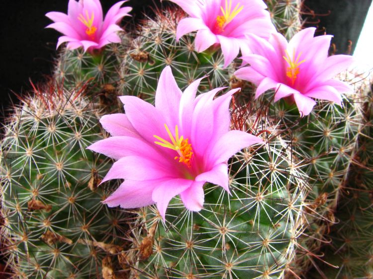 Mammillaria grahamii