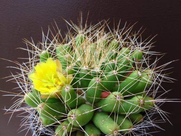 Mammillaria longimamma