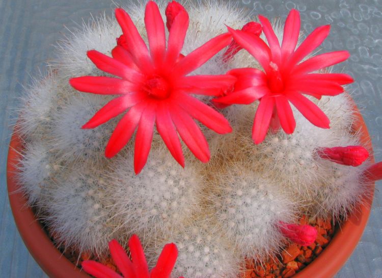 Mammillaria senilis