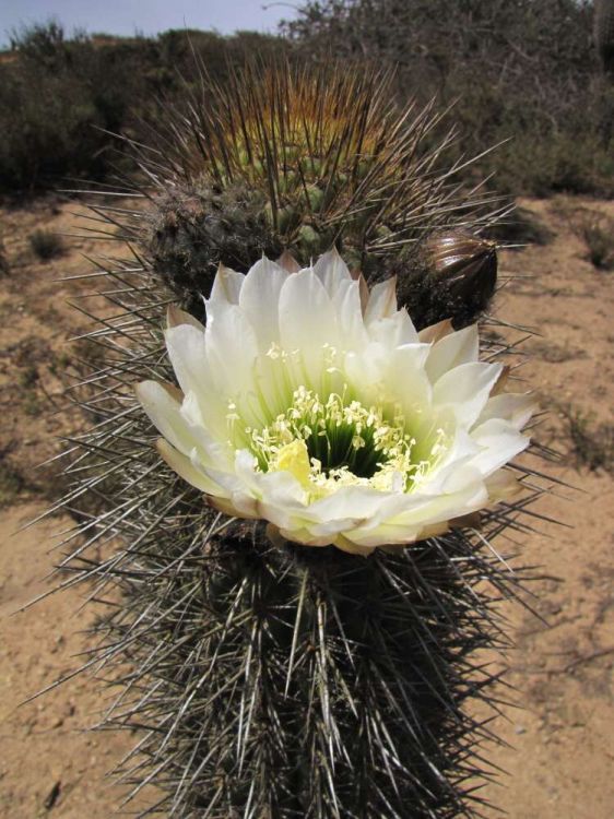 Echinopsis chiloensis subsp. skottsbergii