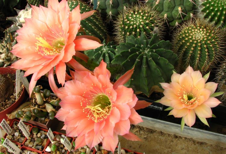 Echinopsis subdenudata