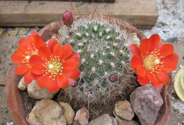 Rebutia fiebrigii