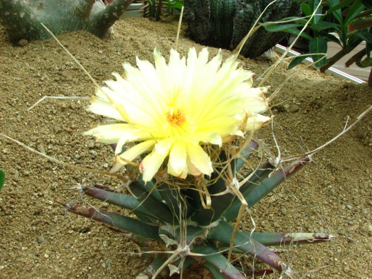 Leuchtenbergia principis