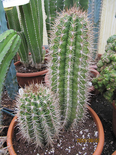 coleocephalocereus goebelianus