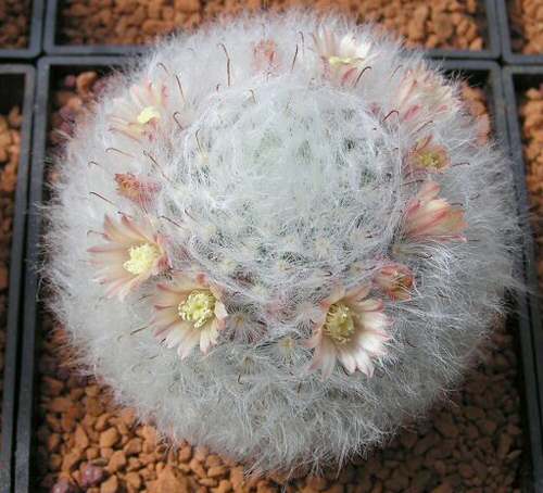 Mammillaria bocasana