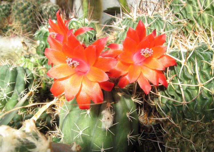Matucana paucicostata