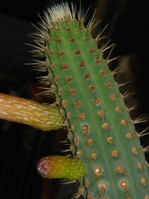 Cleistocactus micropetalus