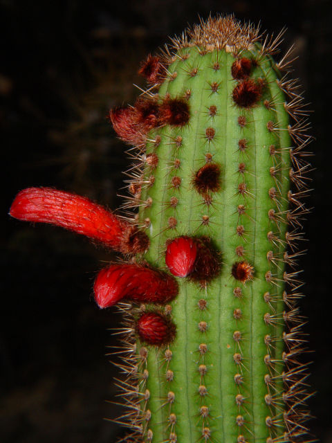 Cleistocactus samaipatanus