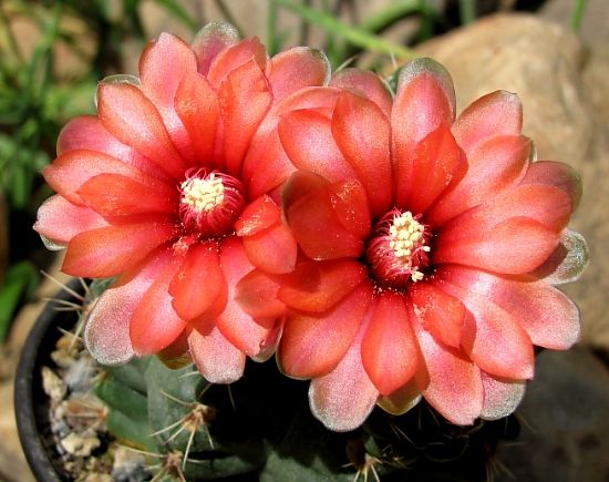 Gymnocalycium baldianum