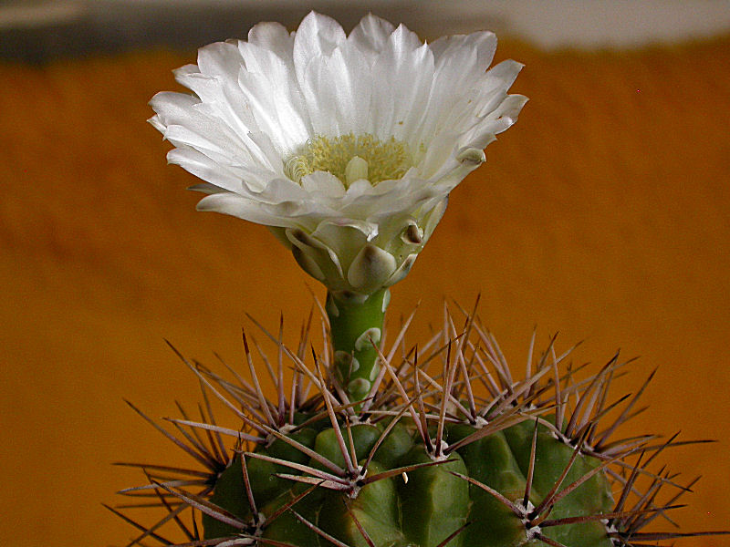 Gymnocalycium gibbosum