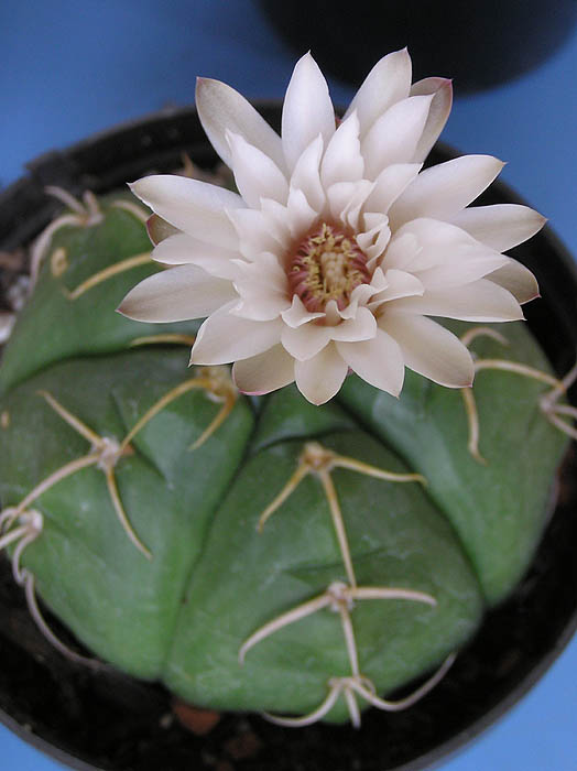 Gymnocalycium horstii