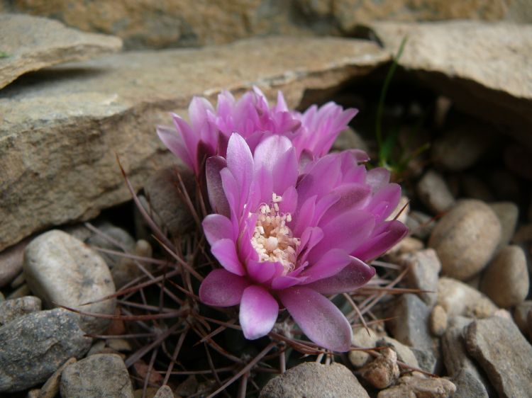 Gymnocalycium neuhuberi