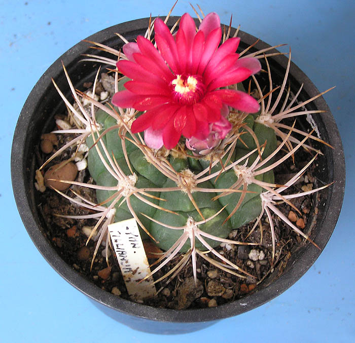 Gymnocalycium tillianum