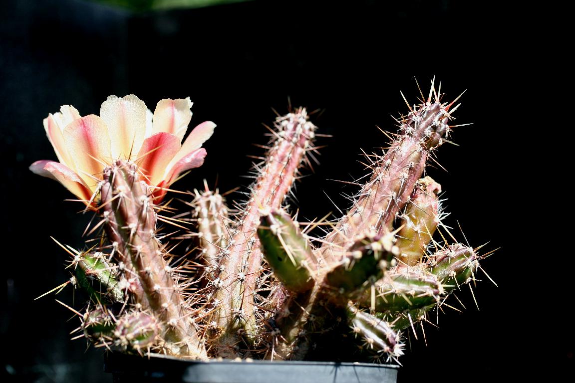 Austrocactus spiniflorus