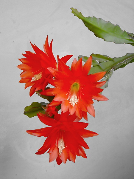 epiphyllum 1