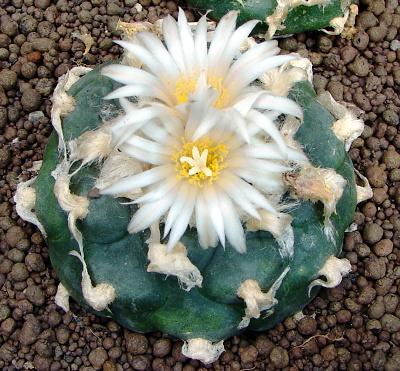 Lophophora diffusa