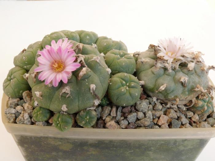 Lophophora williamsii