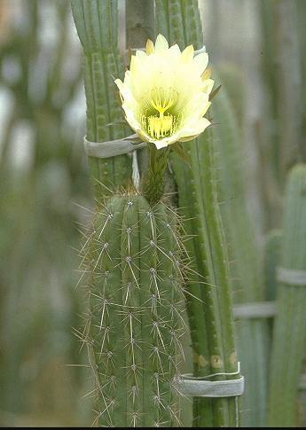 trichocereus peruvianus