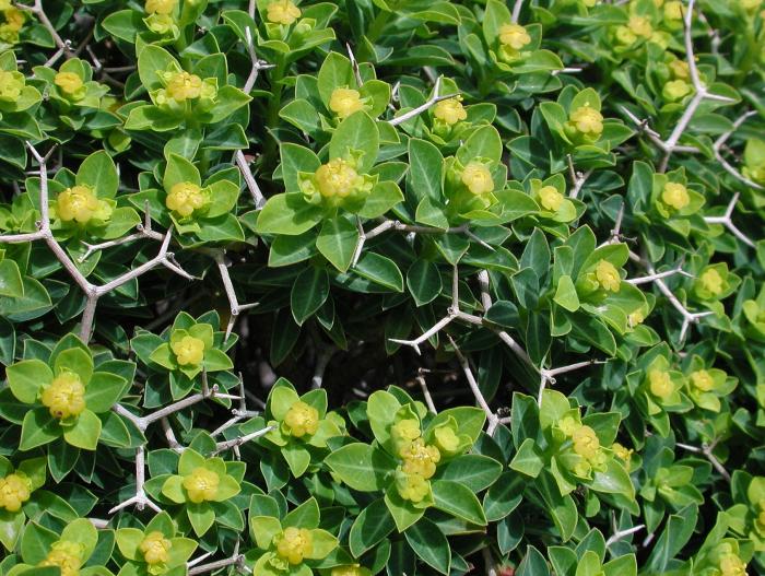 euphorbia acanthothamnos-pryšec trnitý
