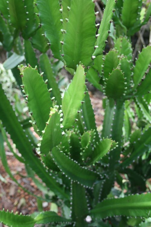 Euphorbia vajravelui