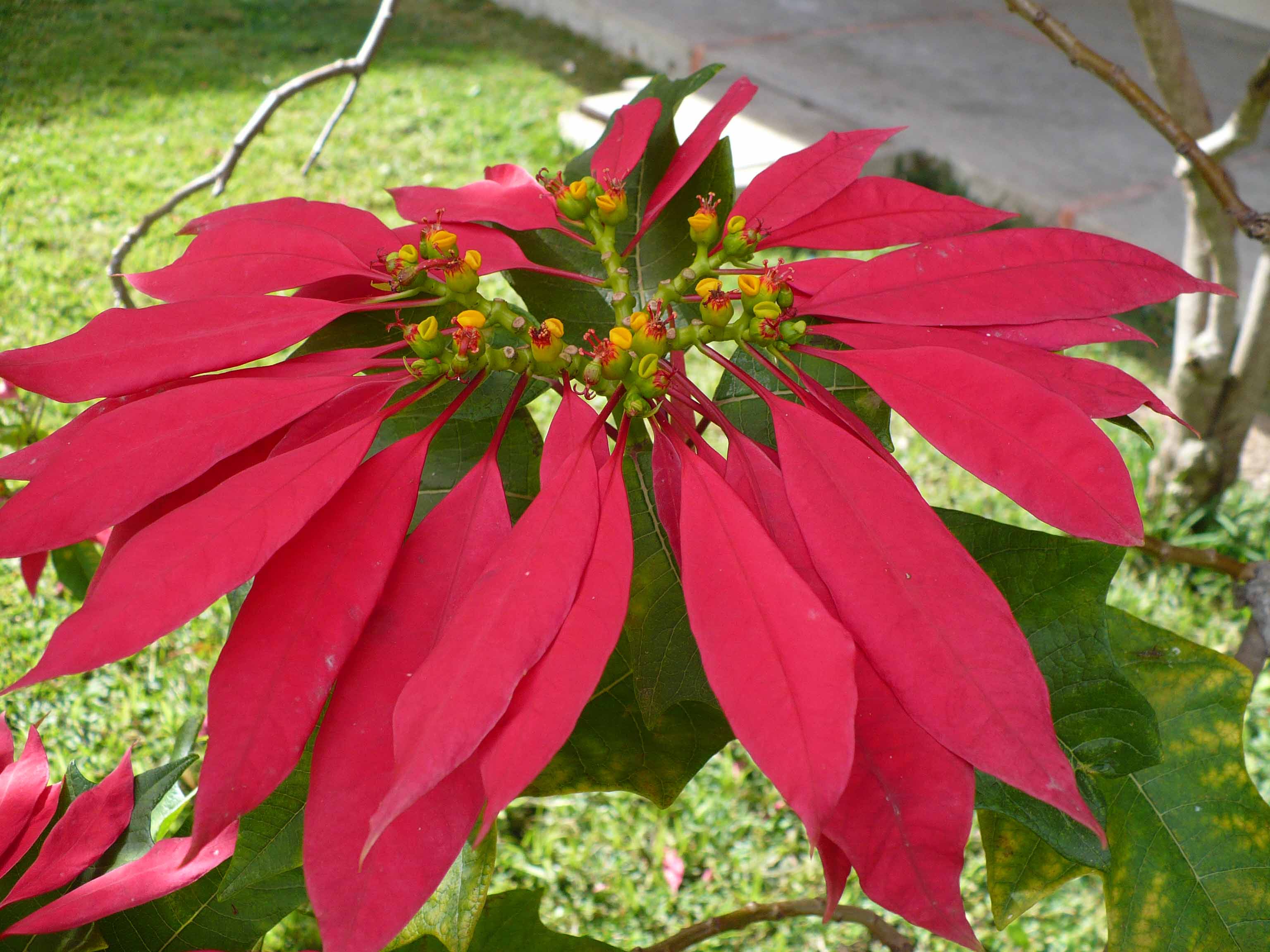 Euphorbia pulcherrima2