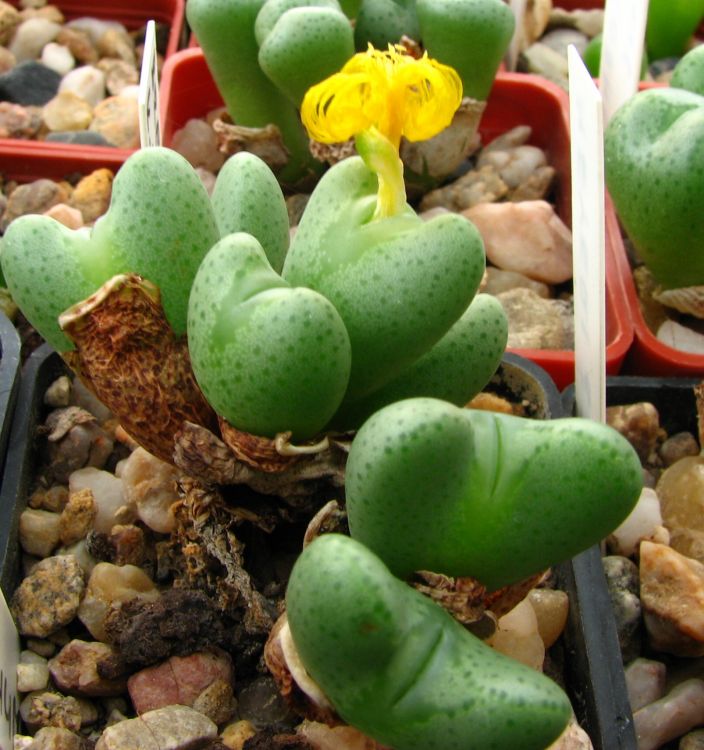 Conophytum bilobum subsp. bilobum var. bilobum