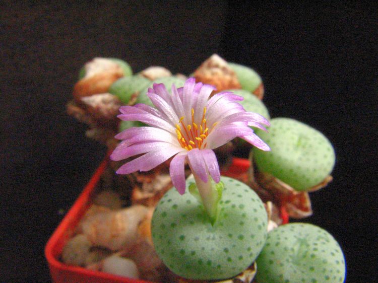 Conophytum gratum