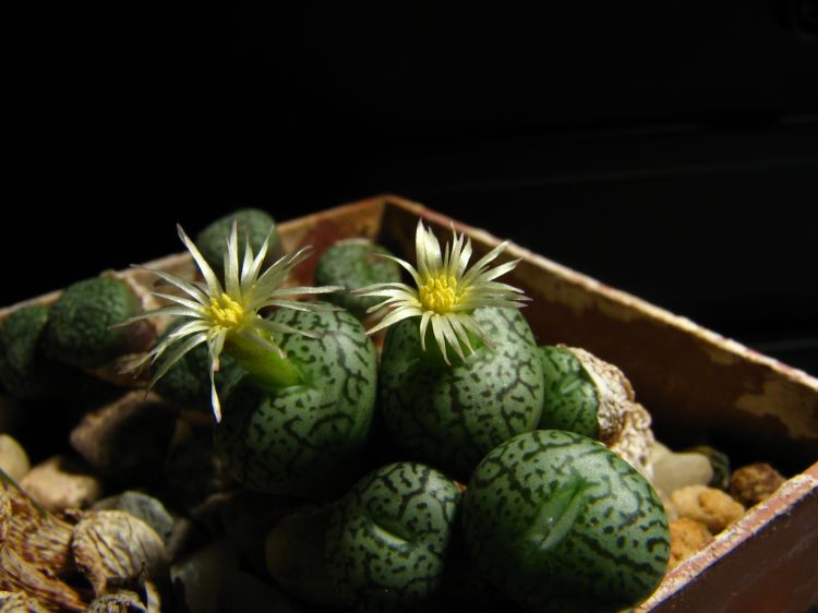 Conophytum minimum