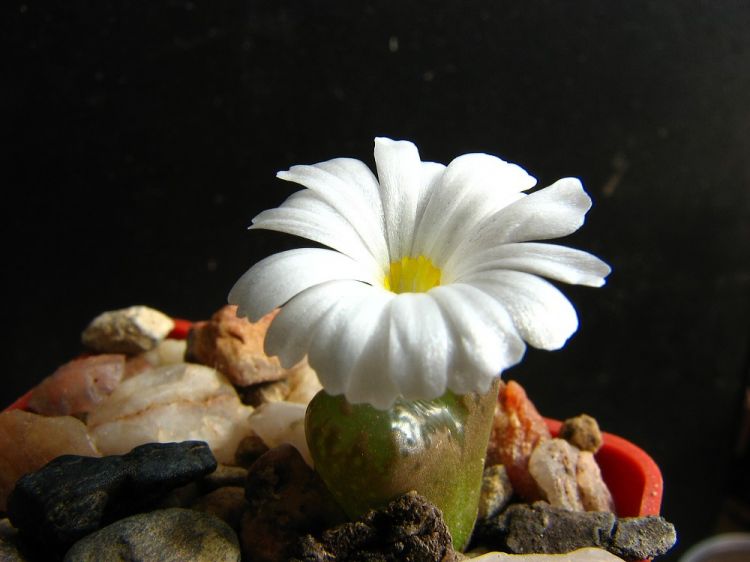 Conophytum pellucidum subsp. pellucidum var. pellucidum