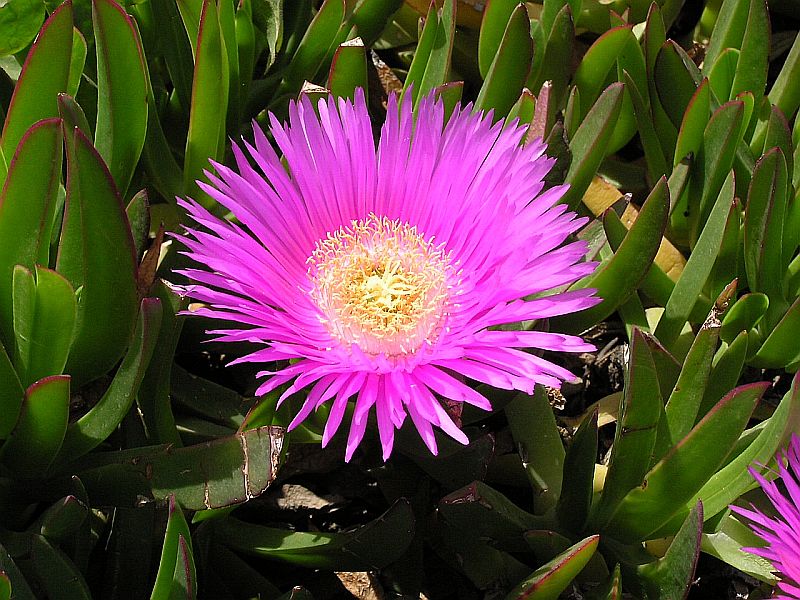 Carpobrotus acinaciformis