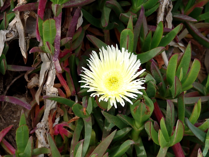 Carpobrotus edulis2