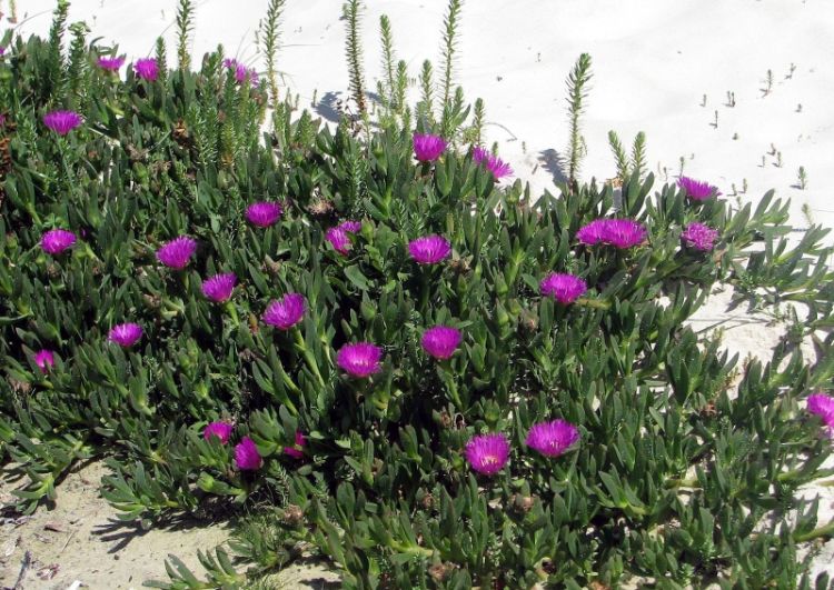 Carpobrotus glaucescens