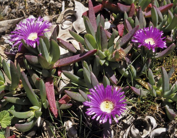 Carpobrotus modestus