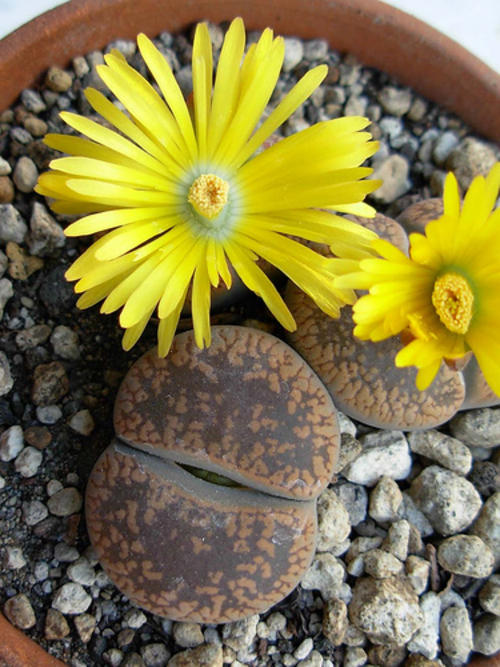 Lithops aucampiae