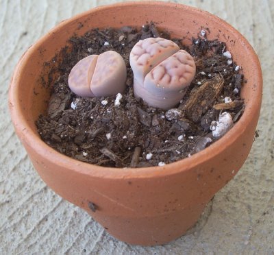 Lithops karasmontana