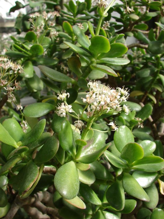Crassula arborescens