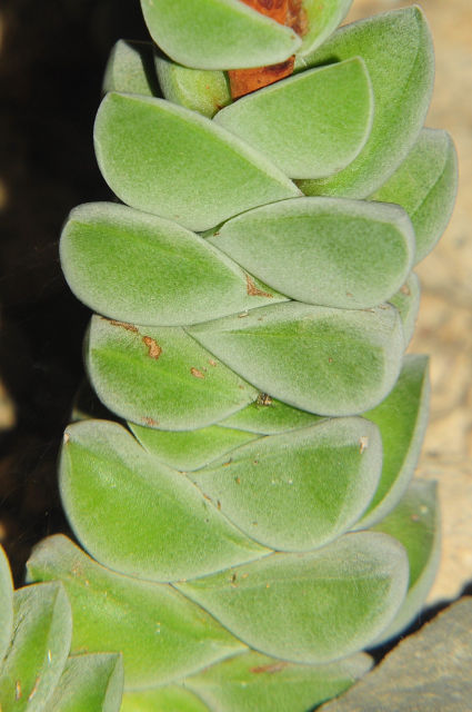 Crassula deceptor