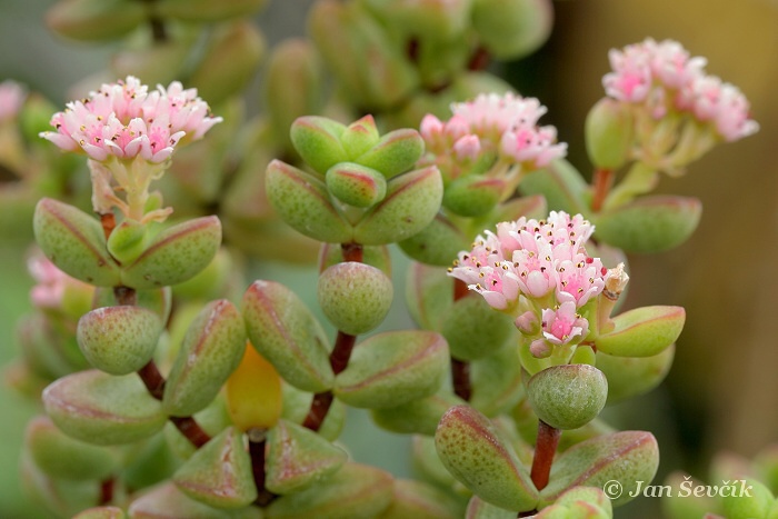 Crassula dejecta
