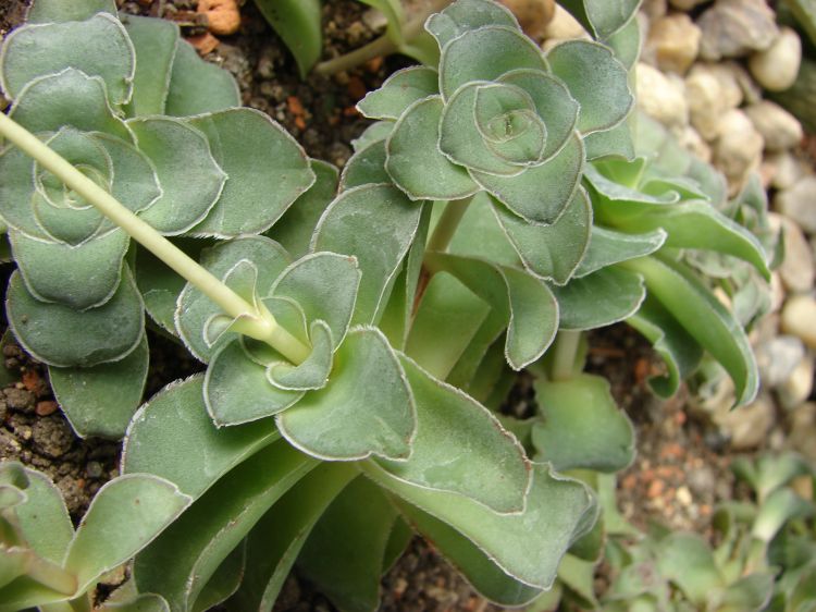 Crassula gillii