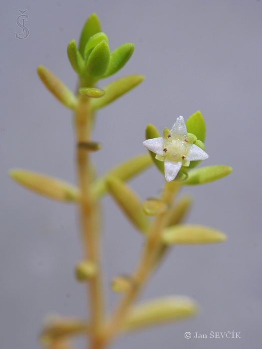 Crassula helmsii