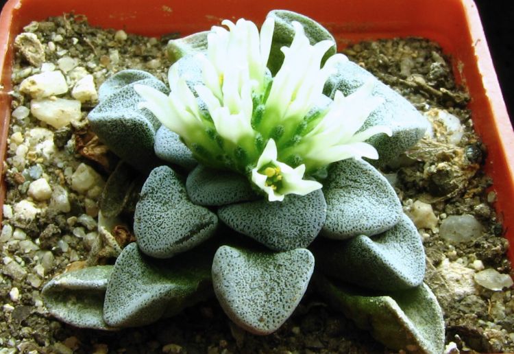 Crassula mesembryanthemopsis
