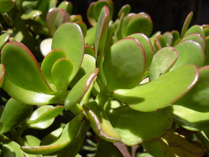 Crassula ovata