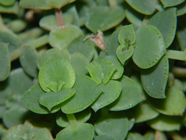 Crassula pellucida