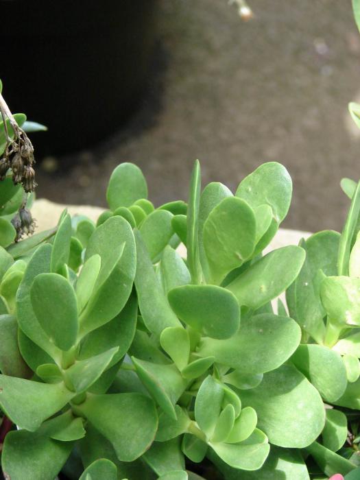 Crassula radicans