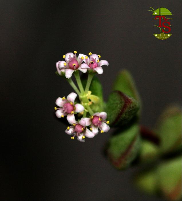 Crassula rupestris