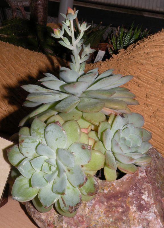 Echeveria derenbergii