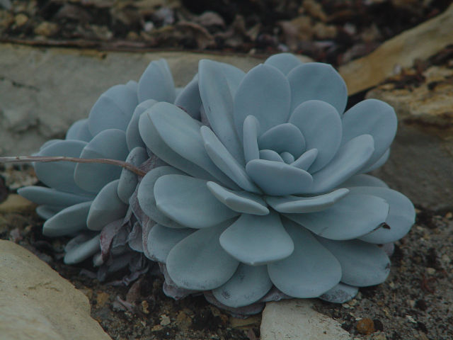 Echeveria laui