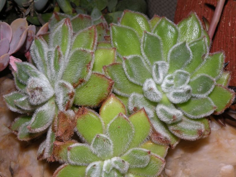 Echeveria setosa