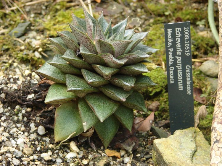 Echeveria purpusorum