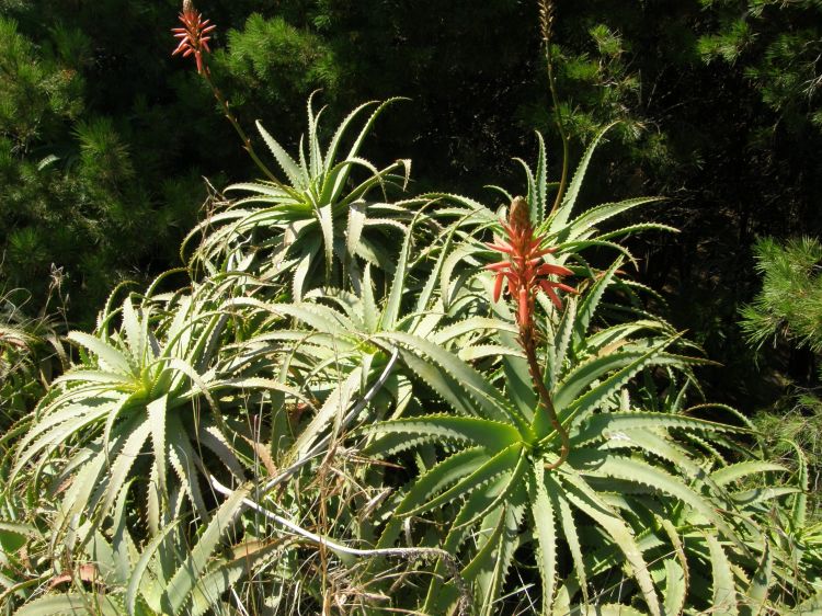 Aloe arborescens